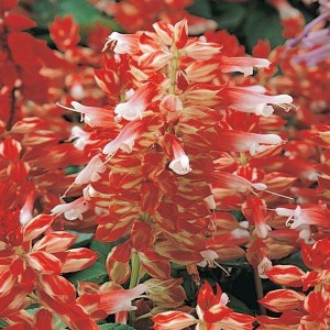 Сальвия Vista Red_White — копия